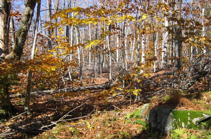 A hardwood forest in fall with fall colors
